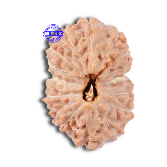 16 Mukhi Rudraksha from Indonesia - Bead No. 46