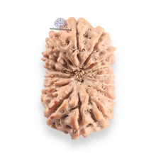 Load image into Gallery viewer, 16 Mukhi Rudraksha from Indonesia - Bead No. 330
