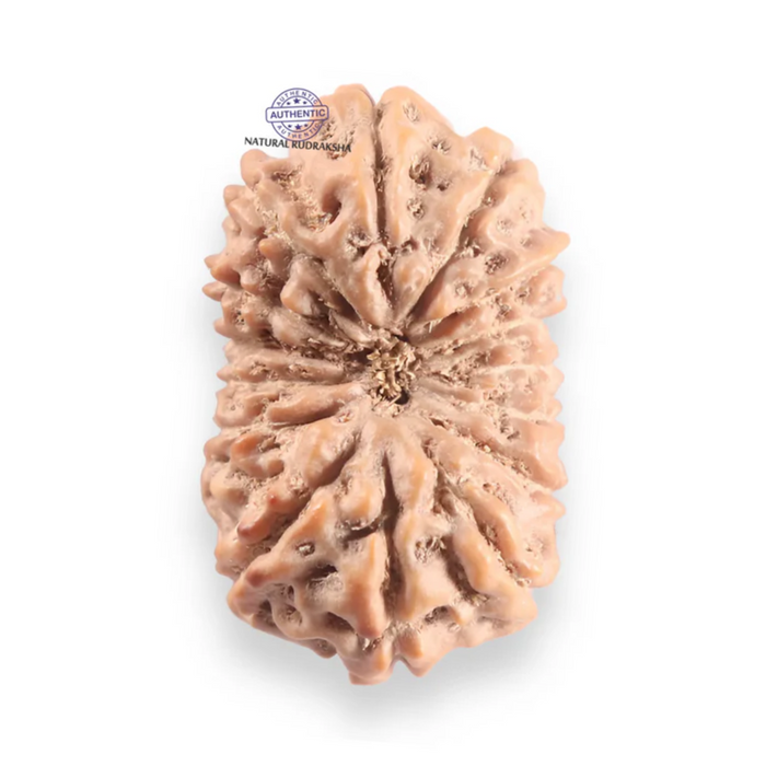 16 Mukhi Rudraksha from Indonesia - Bead No. 330
