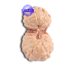 Load image into Gallery viewer, 16 Mukhi Gaurishankar Rudraksha from Indonesia - Bead No. 182
