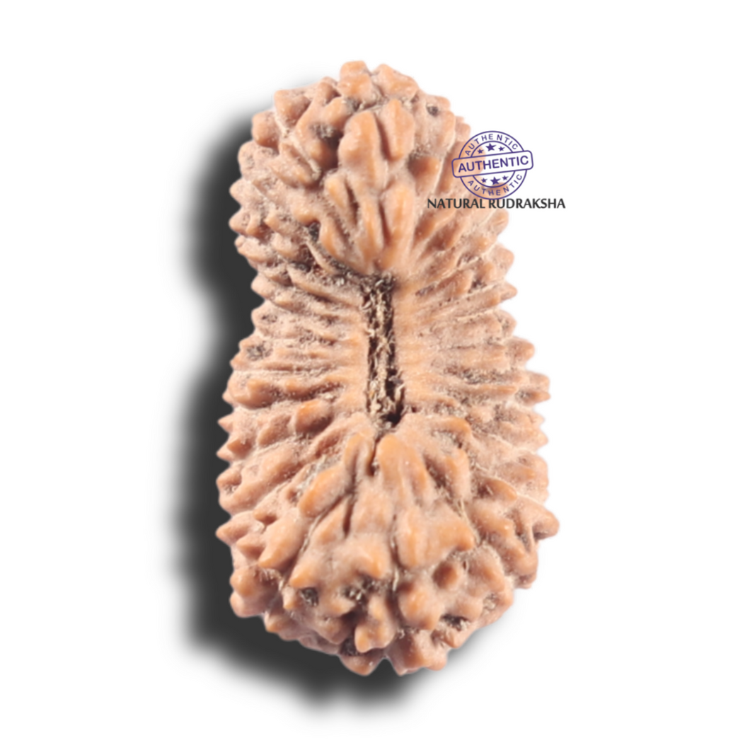 25 Mukhi Rudraksha from Indonesia