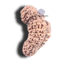 Load image into Gallery viewer, 26 Mukhi Gaurishankar Rudraksha from Indonesia W
