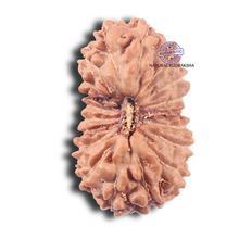 Load image into Gallery viewer, 19 Mukhi Indonesian Rudraksha - Bead 144
