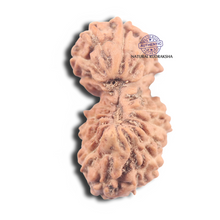 Load image into Gallery viewer, 19 Mukhi Indonesian Gaurishankar Rudraksha - Bead 147
