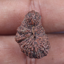 Load image into Gallery viewer, 30 Mukhi Rudraksha from Indonesia
