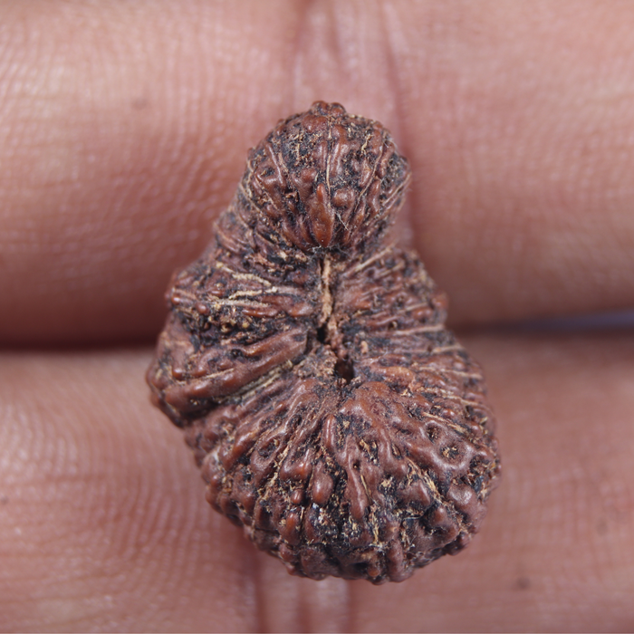 30 Mukhi Rudraksha from Indonesia