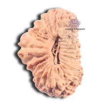 Load image into Gallery viewer, 25 Mukhi Rudraksha from Indonesia
