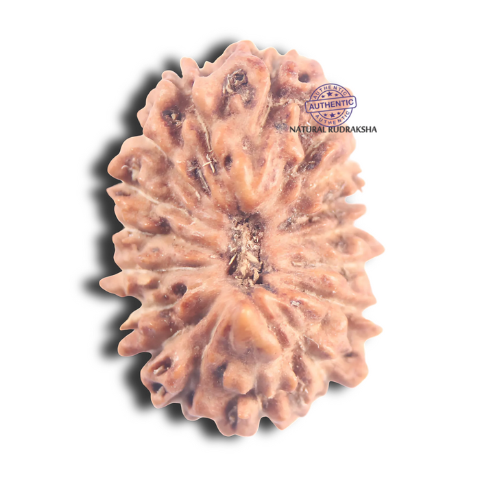 17 Mukhi Rudraksha from Indonesia - Bead No. 278