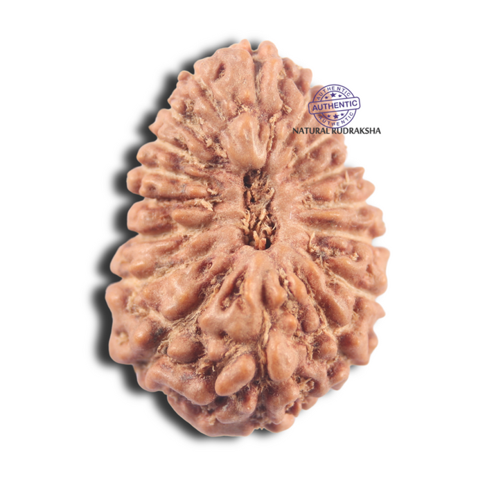17 Mukhi Rudraksha from Indonesia - Bead No. 220