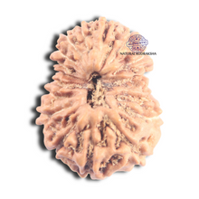 Load image into Gallery viewer, 17 Mukhi Rudraksha from Indonesia - Bead No. 219
