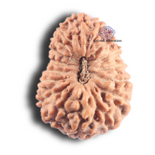 Load image into Gallery viewer, 17 Mukhi Rudraksha from Indonesia - Bead No. 259
