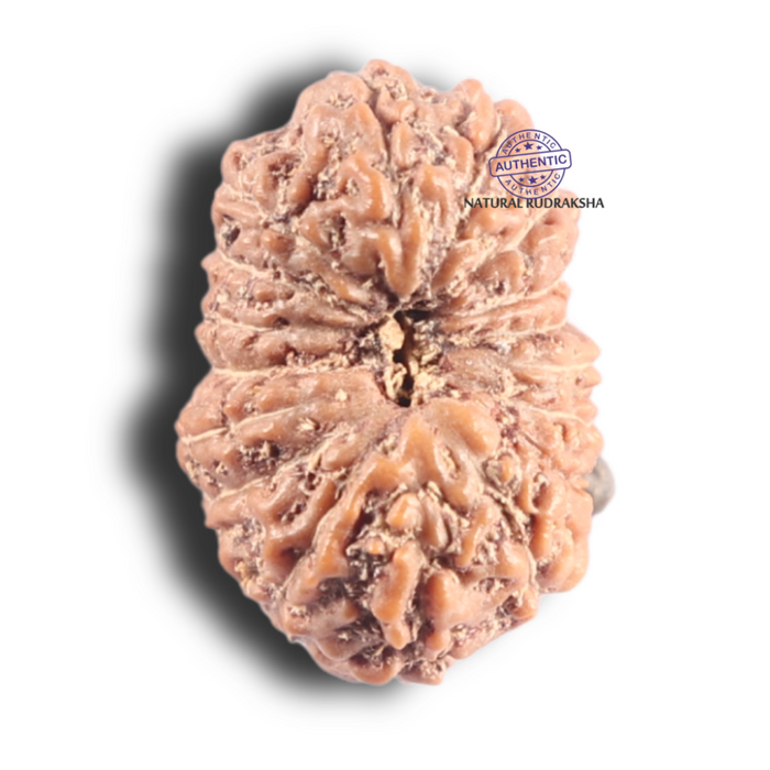 17 Mukhi Rudraksha from Indonesia - Bead No. 261