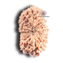 Load image into Gallery viewer, 17 Mukhi Rudraksha from Indonesia - Bead No. 263
