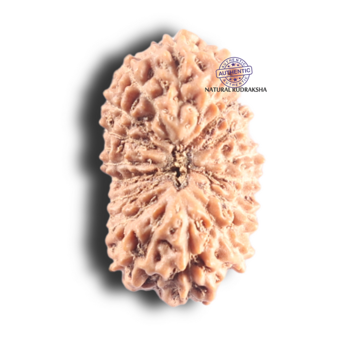 17 Mukhi Rudraksha from Indonesia - Bead No. 263