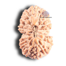 Load image into Gallery viewer, 17 Mukhi Rudraksha from Indonesia - Bead No. 264
