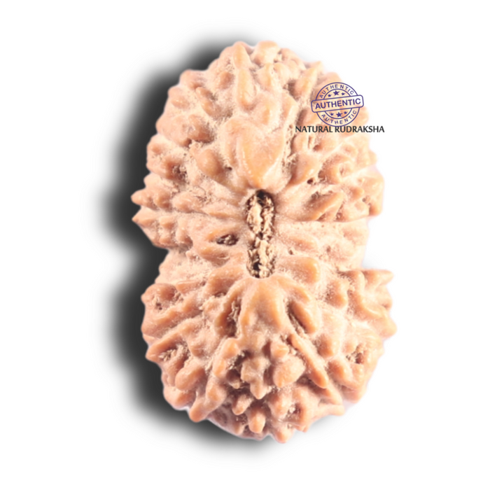 17 Mukhi Rudraksha from Indonesia - Bead No. 264