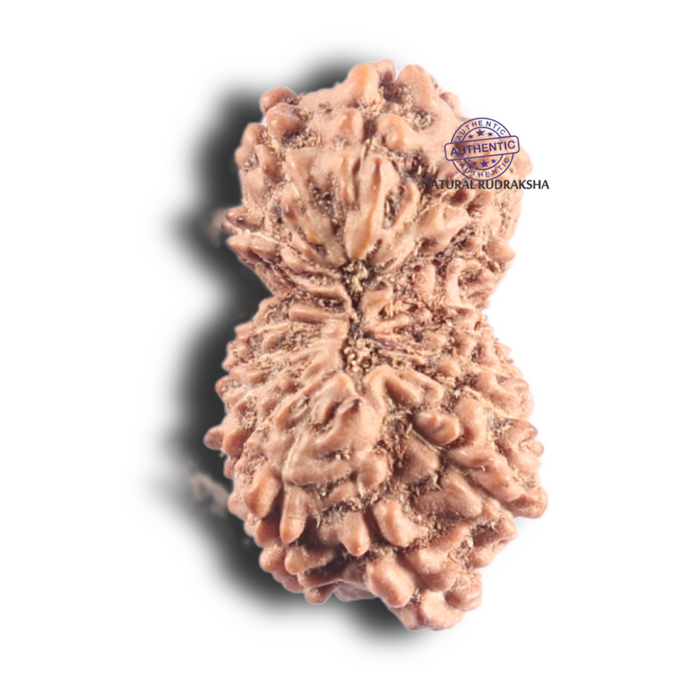 17 Mukhi Rudraksha from Indonesia - Bead No. 228
