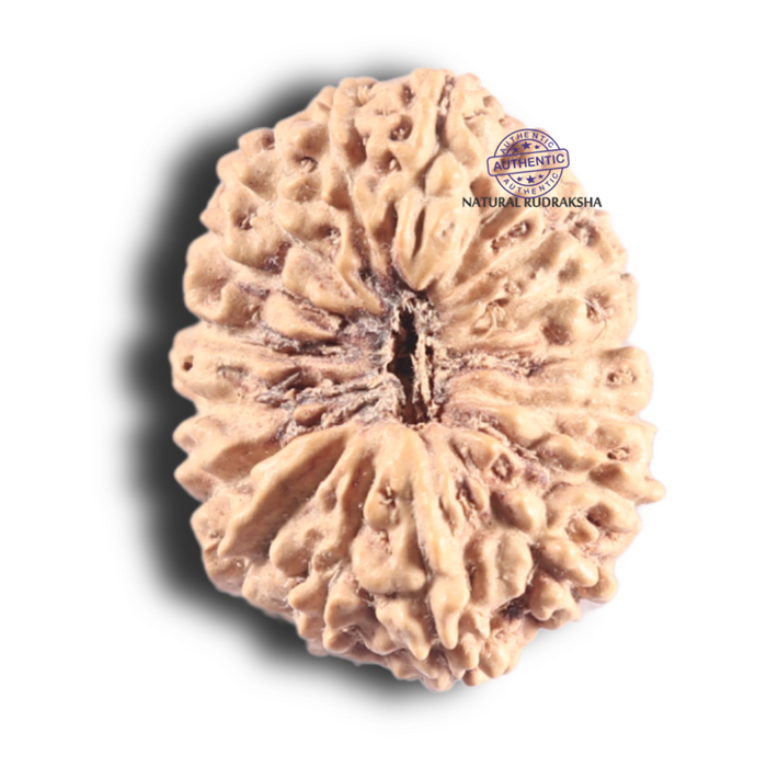 17 Mukhi Rudraksha from Indonesia - Bead No. 258