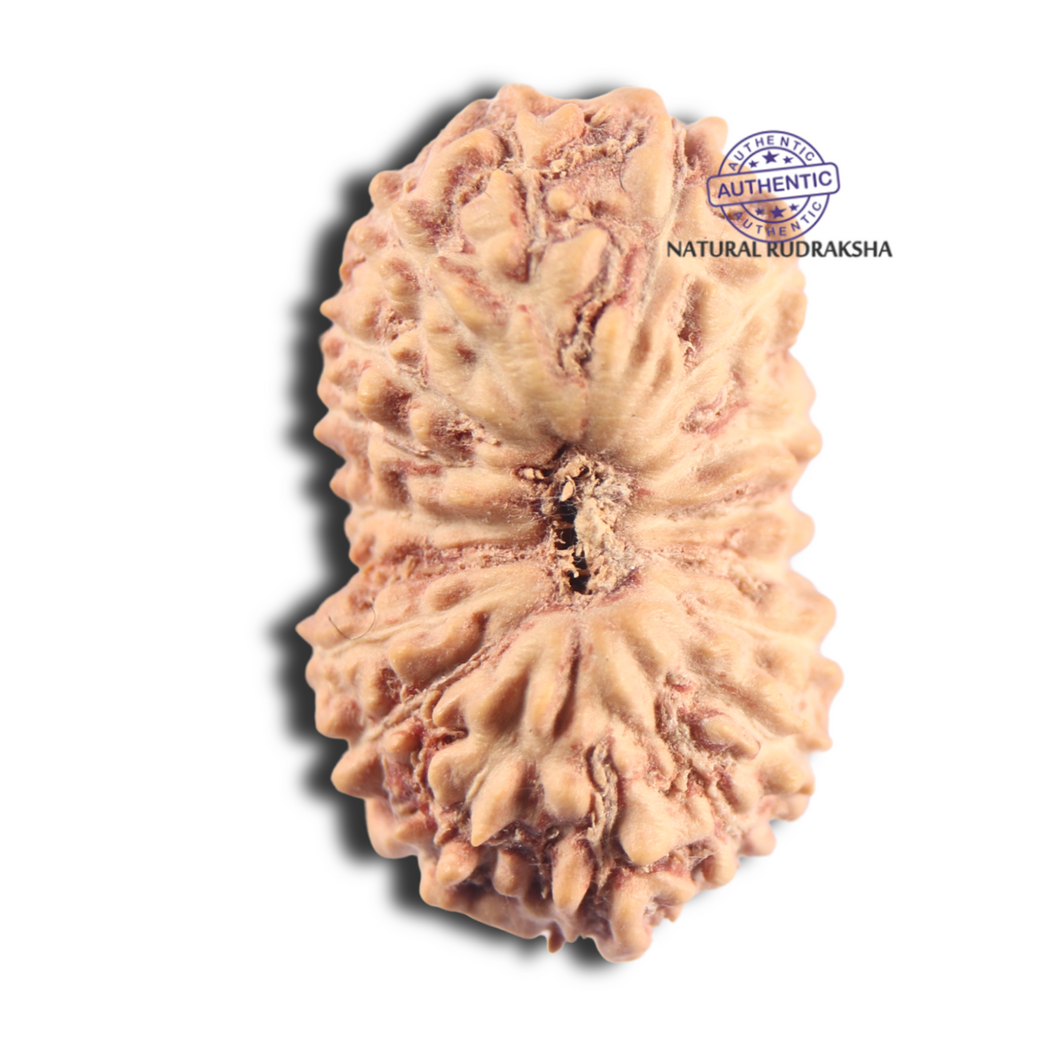 18 Mukhi Rudraksha from Indonesia - Bead No. 249