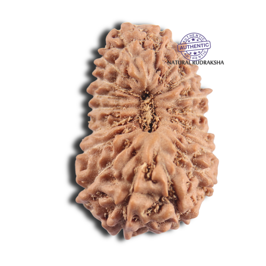 18 Mukhi Rudraksha from Indonesia - Bead No. 246