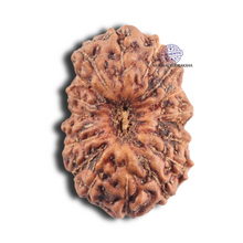Load image into Gallery viewer, 18 Mukhi Rudraksha from Indonesia - Bead No. 163
