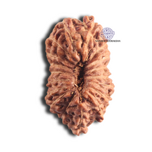 Load image into Gallery viewer, 18 Mukhi Rudraksha from Indonesia - Bead No. 140
