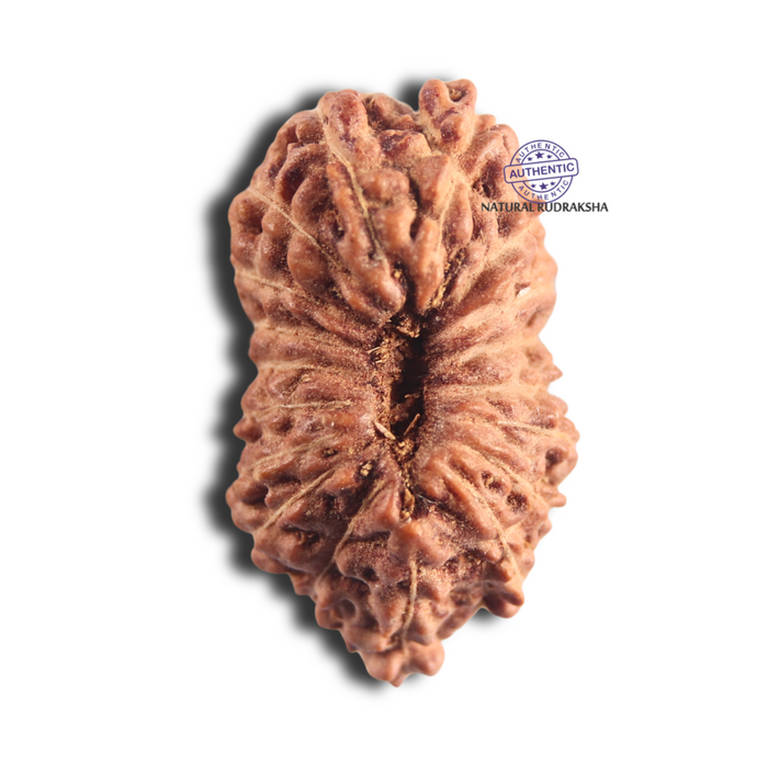 18 Mukhi Rudraksha from Indonesia - Bead No. 140