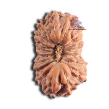 Load image into Gallery viewer, 18 Mukhi Rudraksha from Indonesia - Bead No. 119
