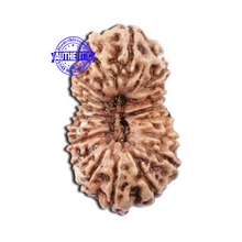 Load image into Gallery viewer, 18 Mukhi Rudraksha from Indonesia - Bead No. 151
