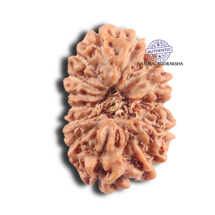 14 mukhi Indonesian Rudraksha -  Bead No.403