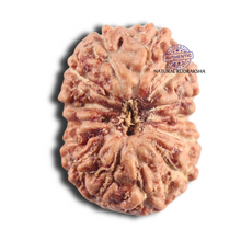 Load image into Gallery viewer, 14 mukhi Indonesian Rudraksha -  Bead No.409
