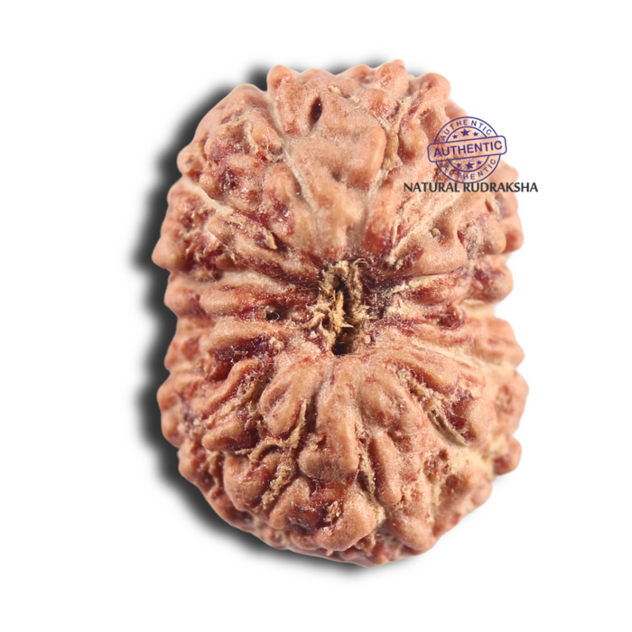 14 mukhi Indonesian Rudraksha -  Bead No.409