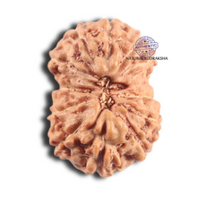 Load image into Gallery viewer, 14 mukhi Indonesian Rudraksha -  Bead No.408
