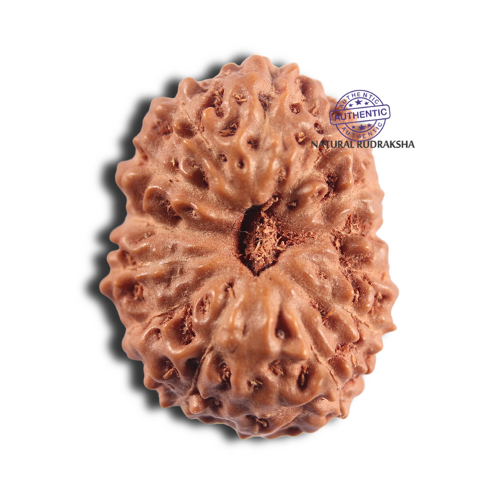 14 mukhi Indonesian Rudraksha -  Bead No.414