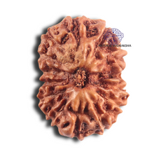 Load image into Gallery viewer, 14 mukhi Indonesian Rudraksha -  Bead No. 307

