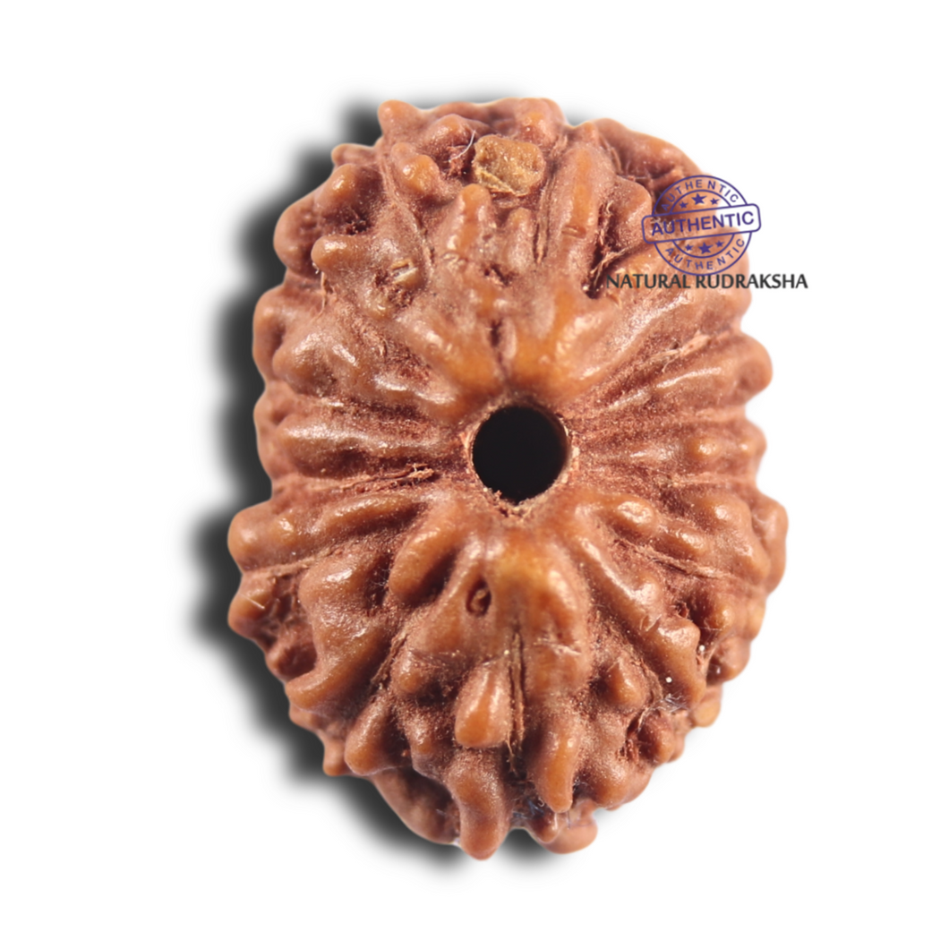 14 mukhi Indonesian Rudraksha -  Bead No. 293