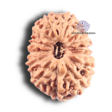 Load image into Gallery viewer, 14 mukhi Indonesian Rudraksha -  Bead No.415
