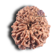 Load image into Gallery viewer, 14 mukhi Indonesian Rudraksha -  Bead No. 343
