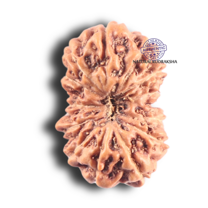 14 mukhi Indonesian Rudraksha -  Bead No. 349