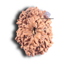 Load image into Gallery viewer, 14 mukhi Indonesian Rudraksha -  Bead No. 341
