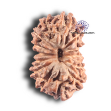 Load image into Gallery viewer, 14 mukhi Indonesian Rudraksha -  Bead No. 355
