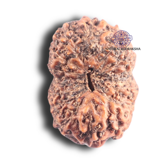 14 mukhi Indonesian Rudraksha -  Bead No. 356