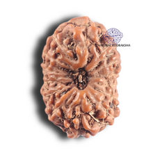 Load image into Gallery viewer, 14 mukhi Indonesian Rudraksha -  Bead No. 335
