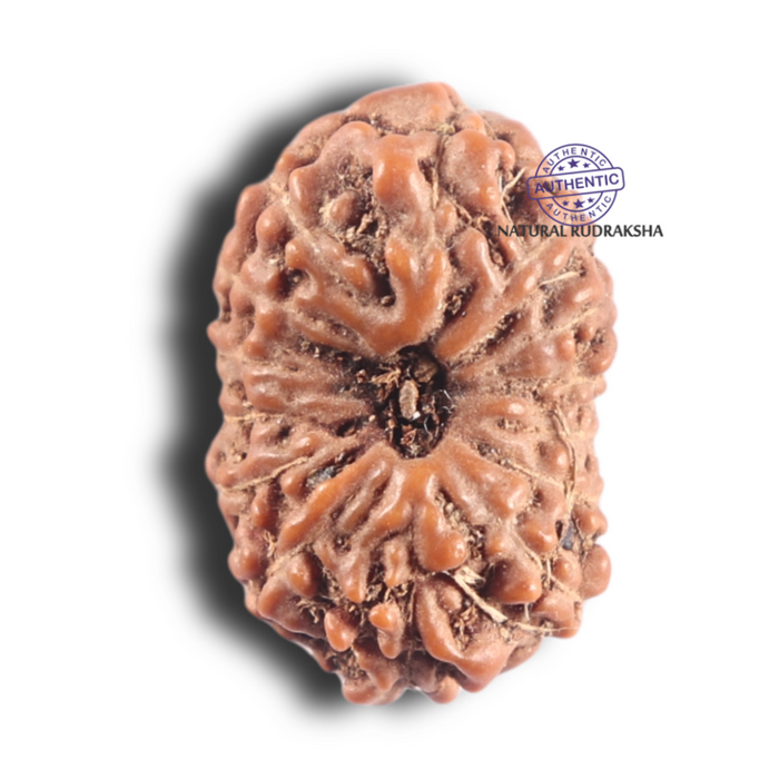 14 mukhi Indonesian Rudraksha -  Bead No. 335