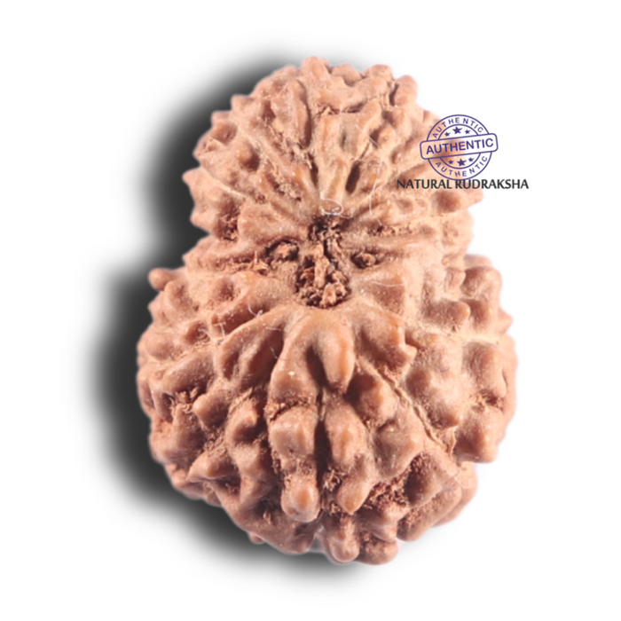 14 mukhi Indonesian Rudraksha -  Bead No. 340