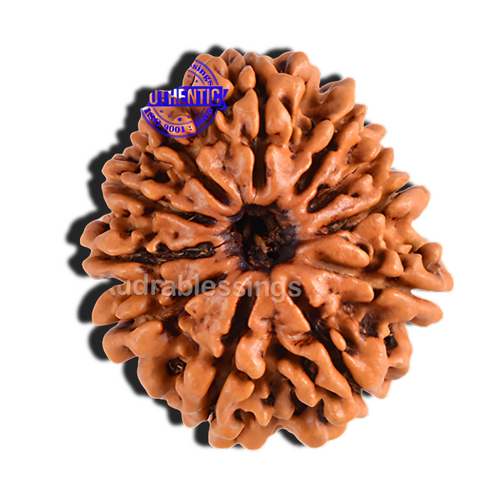 11 Mukhi Nepalese Rudraksha - Bead No. 73