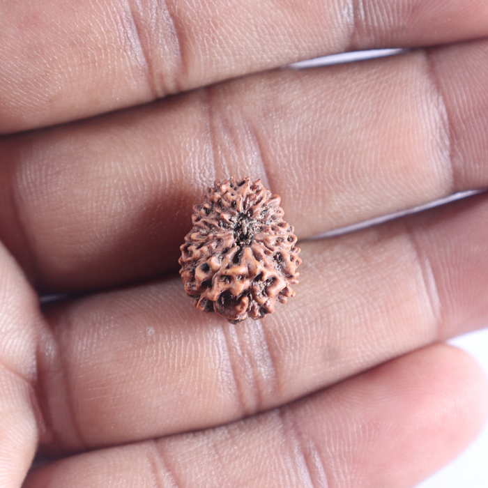 16 Mukhi Rudraksha from Indonesia - Bead No. 2