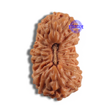 Load image into Gallery viewer, 20 Mukhi Indonesian Rudraksha - Bead 108

