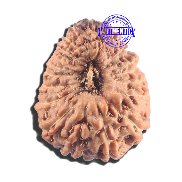 20 Mukhi Indonesian Rudraksha - Bead 90