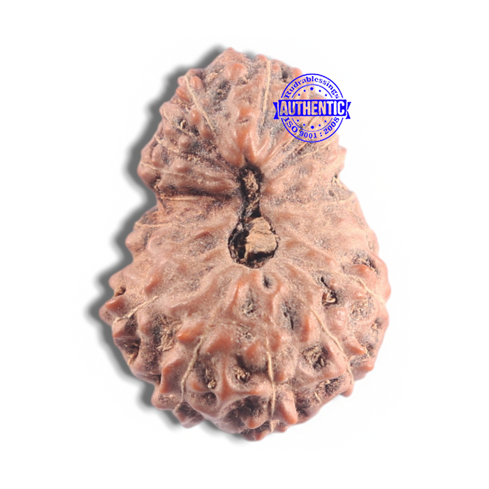 20 Mukhi Indonesian Rudraksha - Bead 16